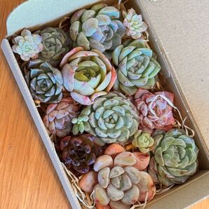 ③可愛すぎるもりもりセット 多肉弁当 韓国苗 カット苗セット 箱の中身全部 このまんま送ります 寄せ植え 可愛い子たち