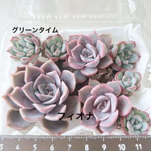 多肉植物 韓国苗 フィオナ グリーンタイム