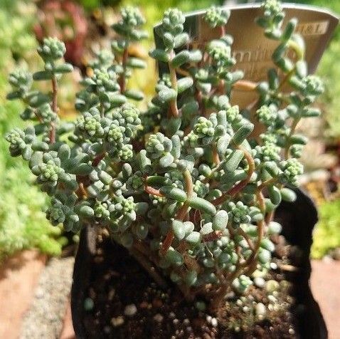 梅雨前大増量中☆ブレビフォリウム(木立) カット苗 多肉植物