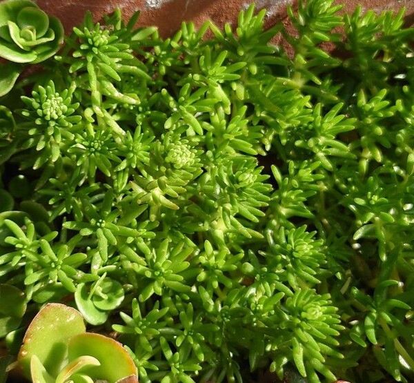 梅雨前限定大増量中★☆ゴールドビューティ カット苗35本 多肉植物 セダム