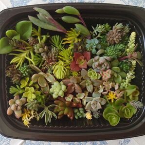 セダム 多肉植物 カット苗 寄せ植えセット 32種以上