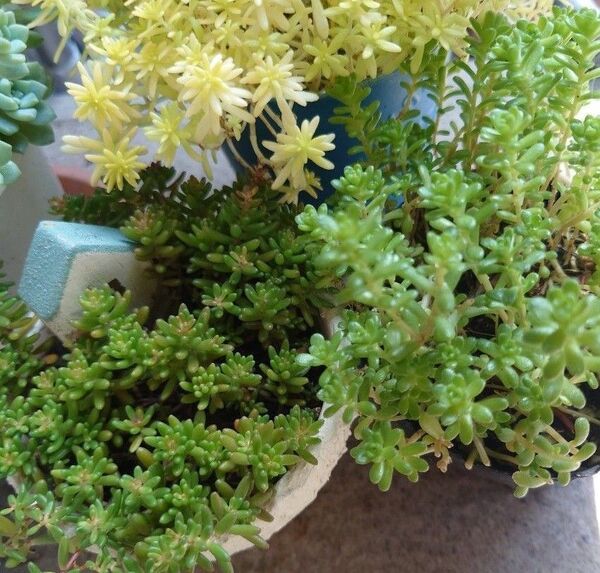 コーラルカーペット☆ミモザ☆オカタトイトゴメのセダムカット苗3種セット 多肉植物