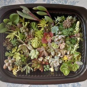 セダム 多肉植物 カット苗 寄せ植えセット 32種以上