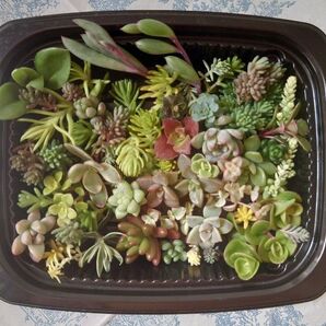 セダム 多肉植物 カット苗 寄せ植えセット 35種以上