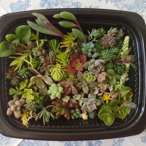 coo.様専用☆セダム 多肉植物 カット苗 寄せ植えセット32種以上とセダム3種おまとめセット