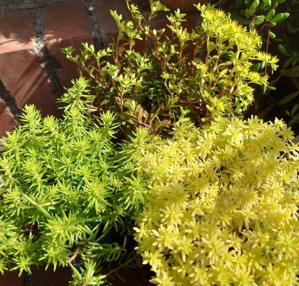 セディフォルムゴールド☆サルサヴェルデ☆ミモザのセダム3種カット苗セット 多肉植物