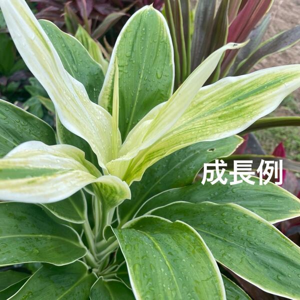 ドラセナ コルジリネ 挿木用苗 2本 発芽発根済 ティーリーフ コンパクタ白 Ⅳ