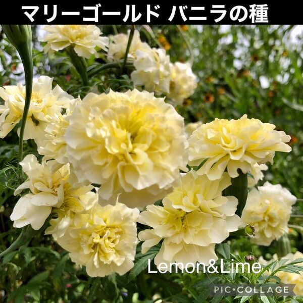 マリーゴールドバニラ 花の種