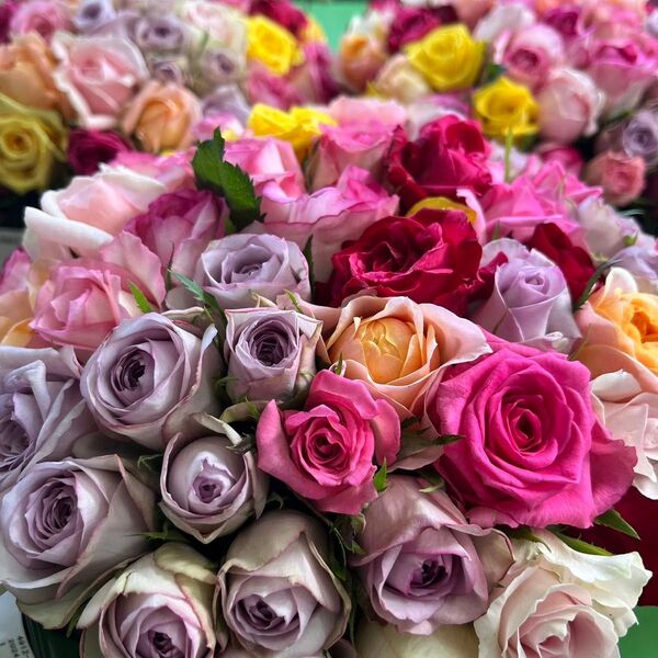 短め!!バラ 《切り花 生花 》おまかせMIX 20㎝ 50本 産地直送!鮮度抜群!薔薇 花束