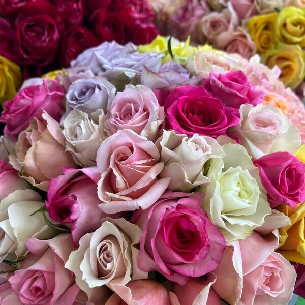 短め!!バラ 《切り花 生花 》おまかせMIX 20㎝ 50本 産地直送!鮮度抜群!薔薇 花束