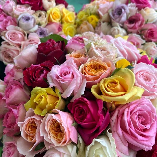 短め!!バラ 《切り花 生花 》おまかせMIX 20㎝ 50本 産地直送!鮮度抜群!薔薇 花束