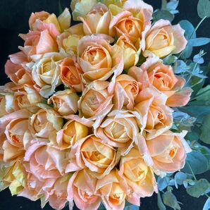 バラ (切り花 ・生花) モンシュシュ&ユーカリ30㎝ SMサイズ 40本(薔薇30本・ユーカリ10本) 産地直送!鮮度抜群!