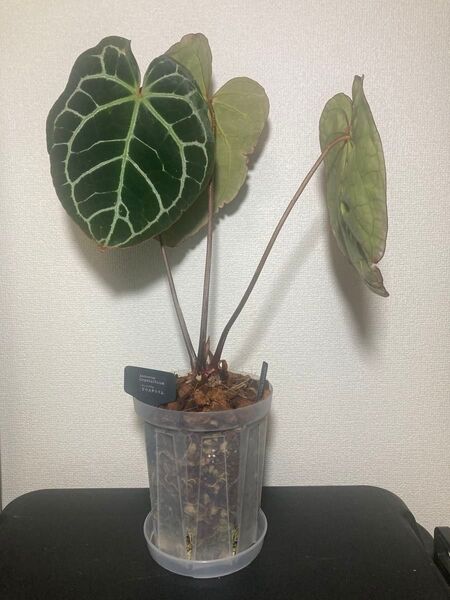 Anthurium アンスリウム クリスタリナム 大型