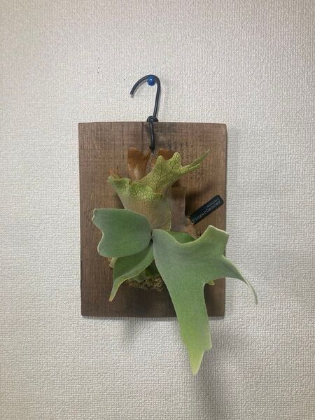 ウィリンキー フィンガーダンサー P. willinckii ' FingerDancer ビカクシダ 写真追加