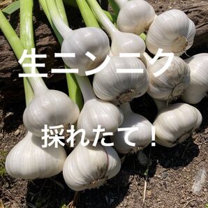 生ニンニク ゆうパケットプラスいっぱい