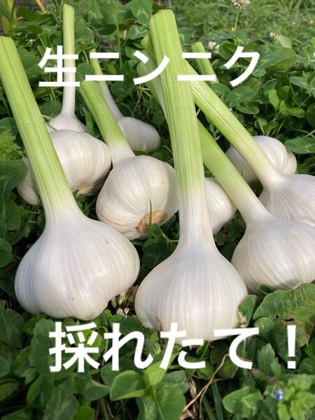 生ニンニク ゆうパケットプラスいっぱい