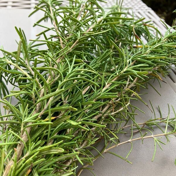 新鮮 朝どれ 完全無農薬 5月4日収穫! 家庭菜園 ローズマリー 約48g