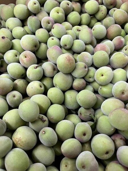 青梅の実 まとめ売り 5kg S〜Mサイズ混ざり