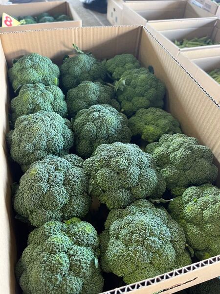 農家さんを応援!人間もペットも喜ぶお得用!愛媛県産 ブロッコリー 3kg