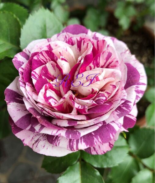 バラ苗 薔薇 挿し木苗 レア 廃盤品種