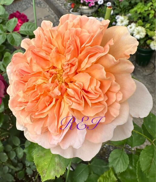 バラ苗 薔薇 挿し木苗 ER廃盤品種