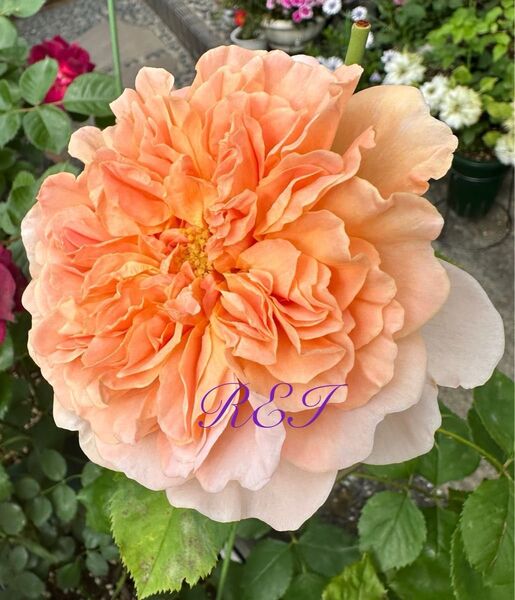 バラ苗 薔薇 挿し木苗 ER廃盤品種