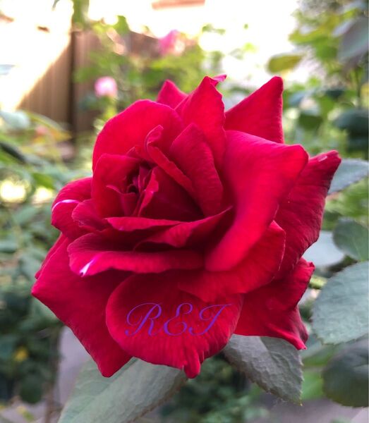 バラ苗 薔薇 挿し木苗