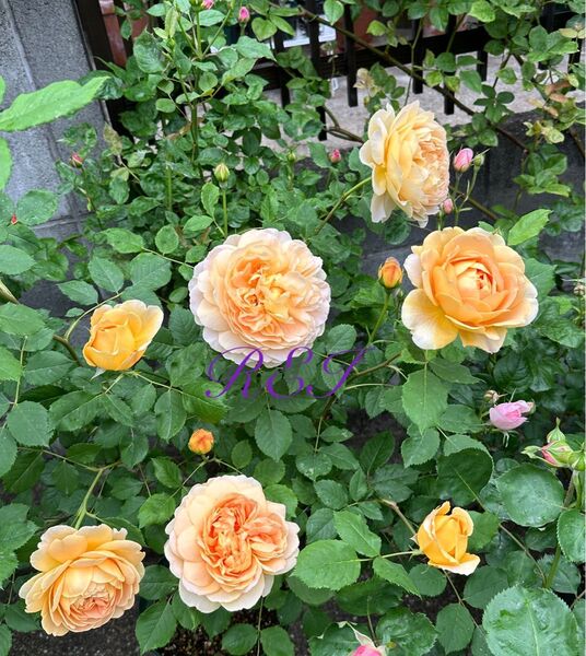 バラ苗 薔薇 挿し木2年生 ER廃盤品種