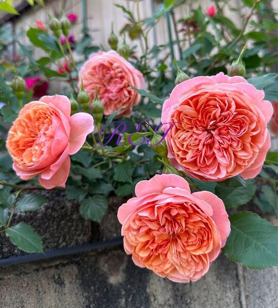 バラ苗 薔薇 挿し木苗 人気種 オレンジ 四季咲き