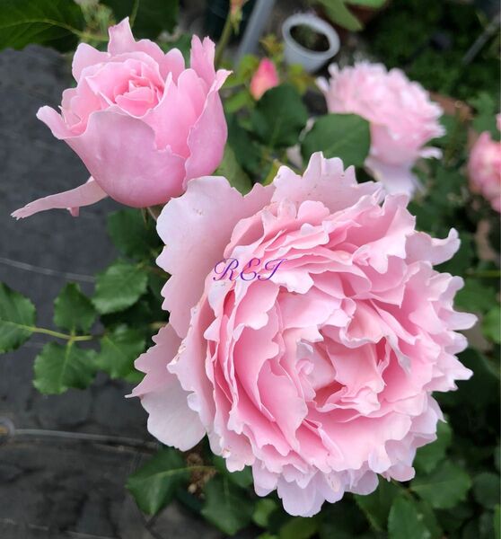 バラ苗 薔薇 挿し木苗