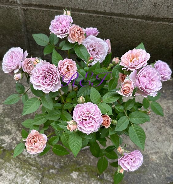 ミニバラ 四季咲き 薔薇 アンティークカラー レア 株分け