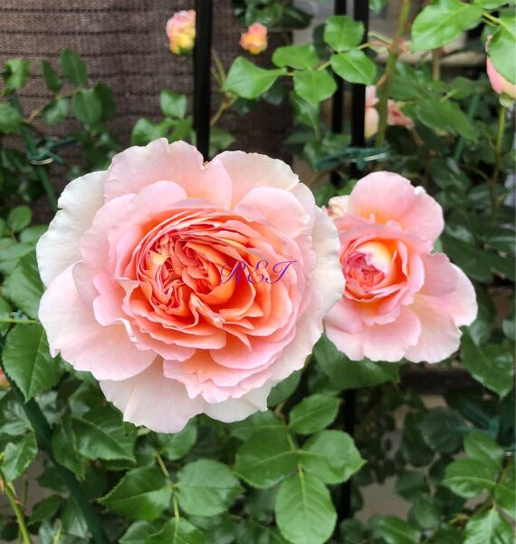バラ苗 薔薇 挿し木苗 ER廃盤品種