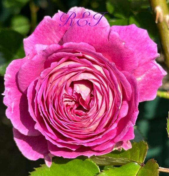 訳あり バラ苗 薔薇 挿し木苗