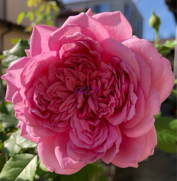 バラ苗 薔薇 挿し木苗