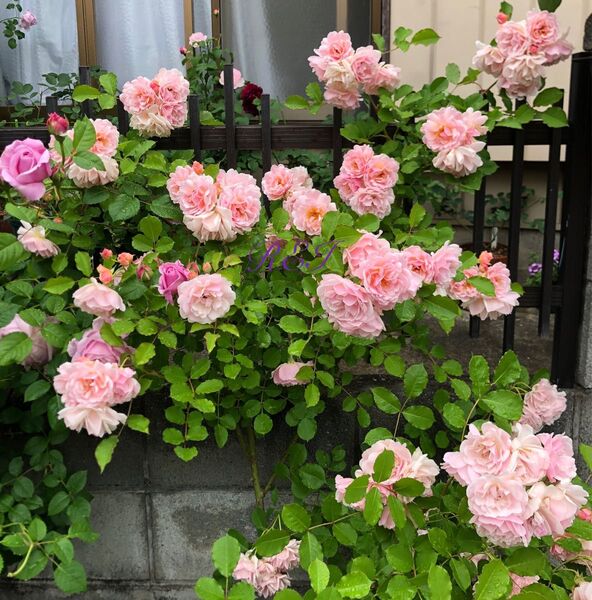 バラ苗 薔薇 挿し木苗