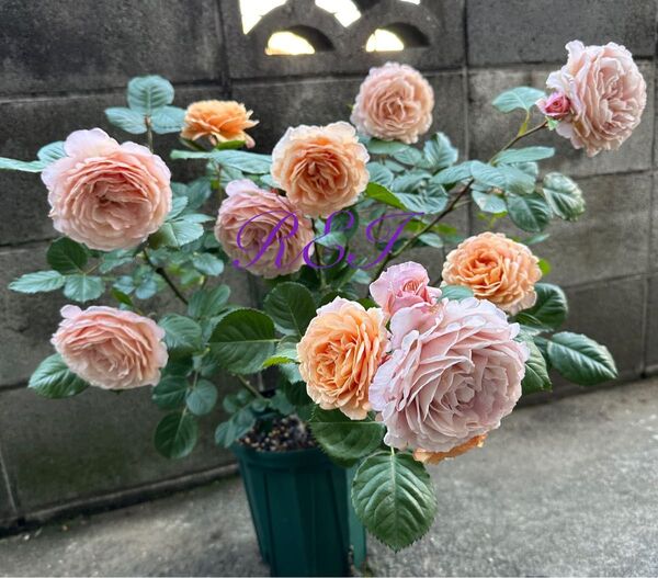 バラ苗 薔薇 挿し木苗