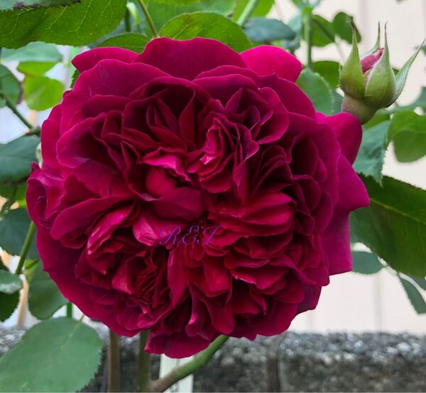 バラ苗 薔薇 挿し木苗 ER廃盤品種