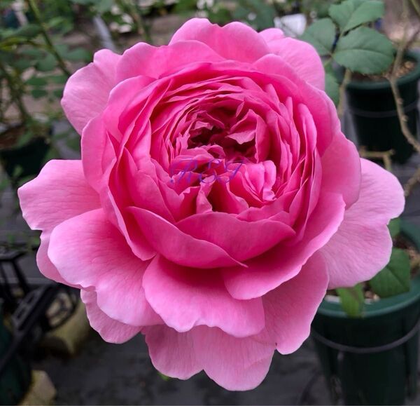 バラ苗 薔薇 挿し木苗 ER廃盤品種