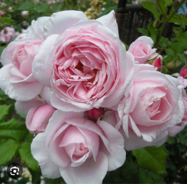 バラ苗 薔薇 挿し木苗
