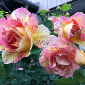 バラ苗 薔薇 挿し木苗