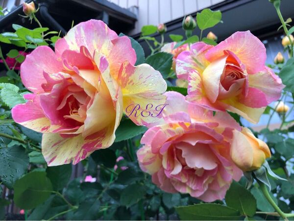 バラ苗 薔薇 挿し木苗+セン