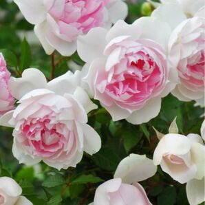 バラ苗 薔薇 挿し木苗