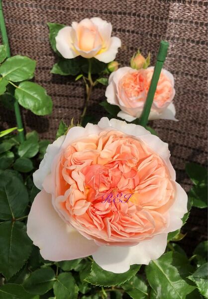 バラ苗 薔薇 挿し木苗 ER廃盤品種