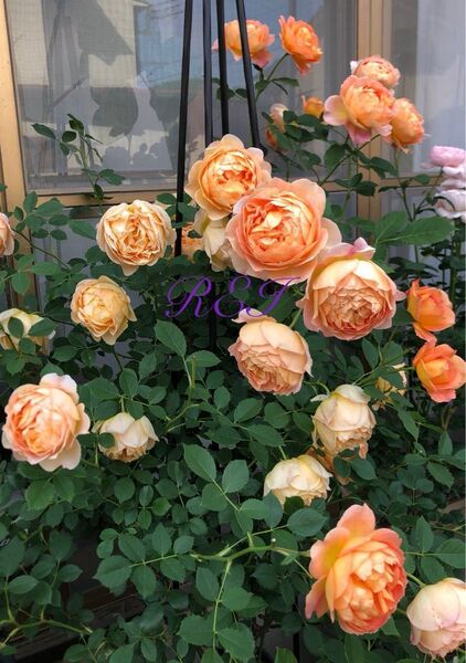 バラ苗 薔薇 挿し木苗 ER
