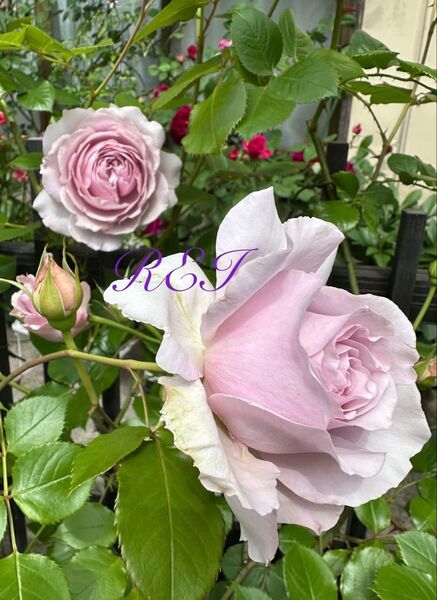 バラ苗 薔薇 挿し木苗