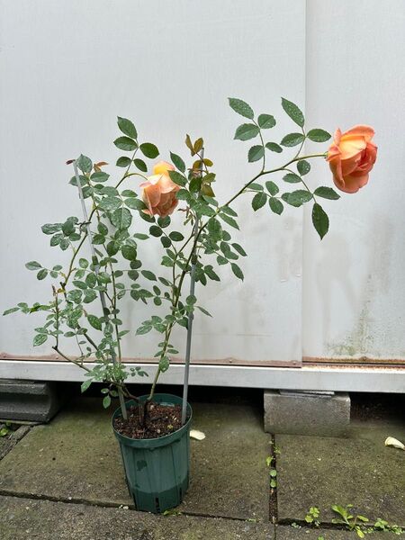 バラ苗 薔薇 挿し木苗 ER