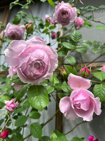 バラ苗 薔薇 挿し木苗 ER 廃盤品種