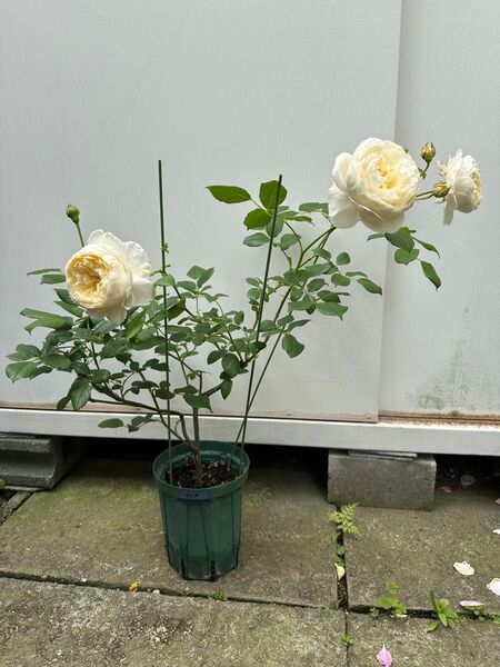 バラ 薔薇 挿し木苗 ER