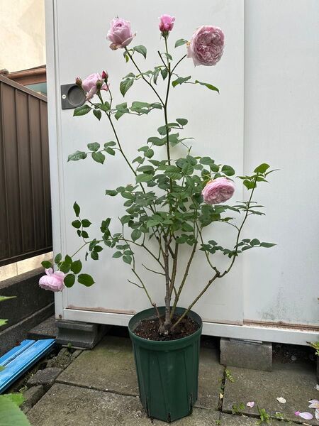 バラ苗 薔薇 挿し木苗 ER廃盤品種