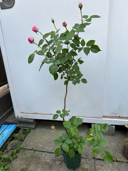 バラ苗 薔薇 挿し木苗 ER